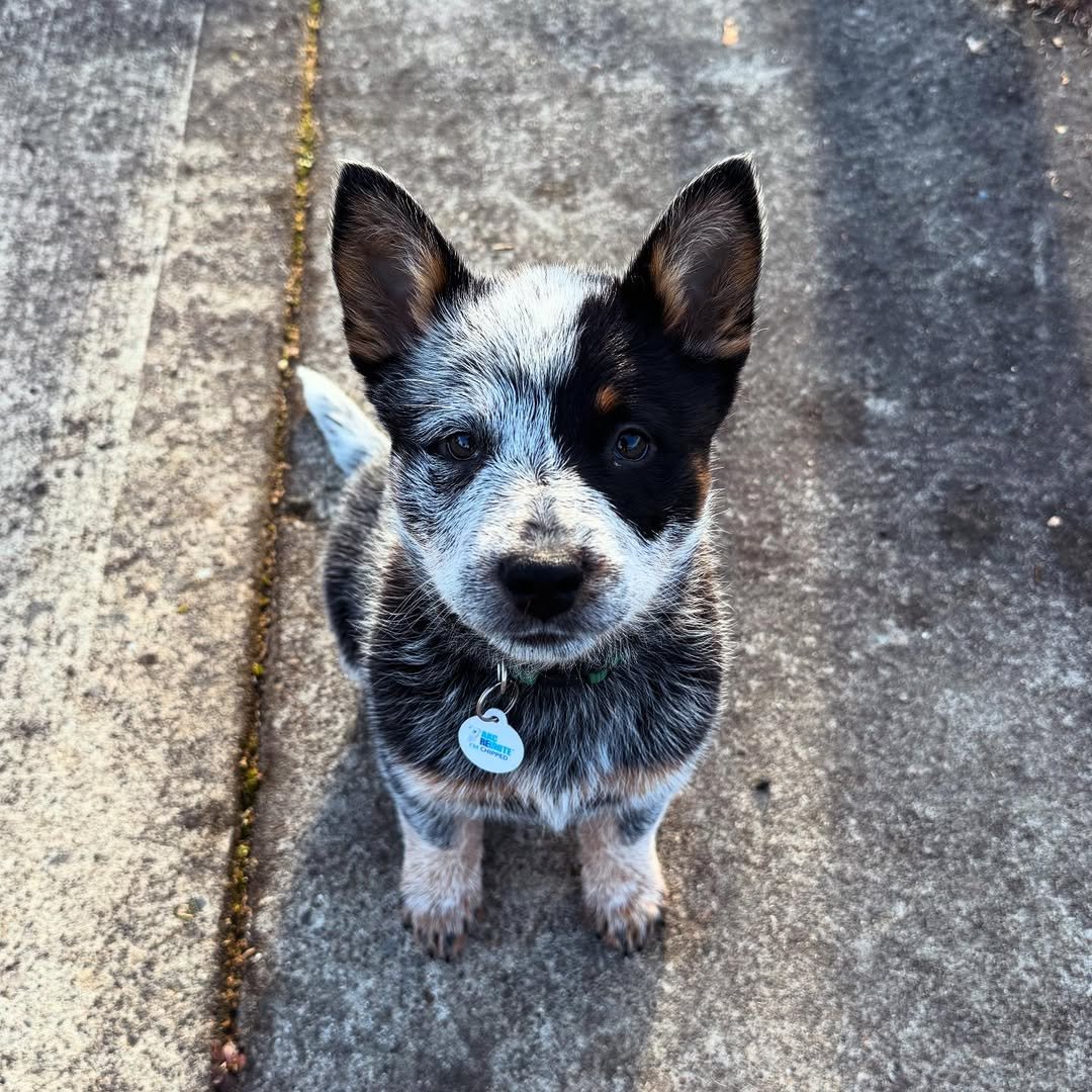Sweet cattle dog looking for a family