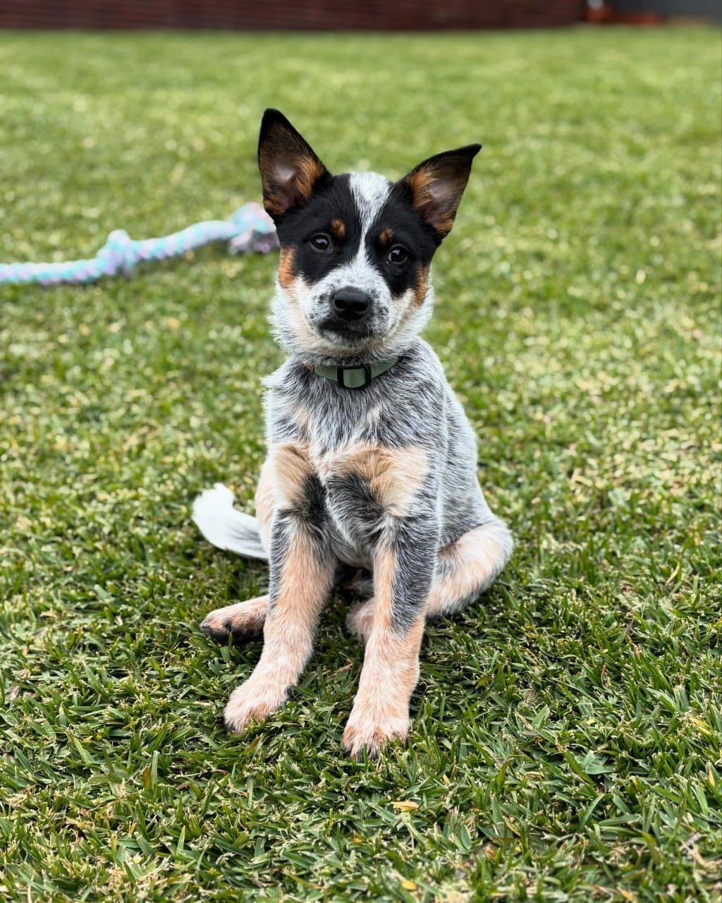 Scout